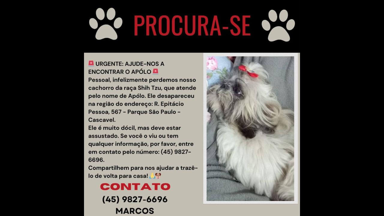 Cachorro Apolo desapareceu no bairro Parque São Paulo