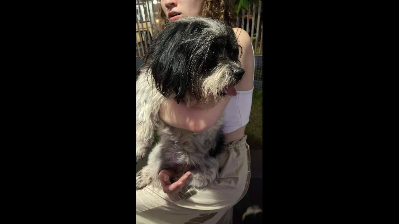 Cachorra é encontrada no bairro Recanto Tropical