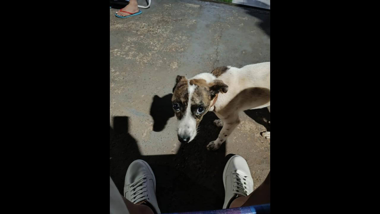 Cachorro é encontrado no bairro Guarujá