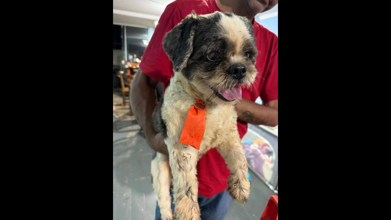 Cachorro é encontrado no bairro Cancelli