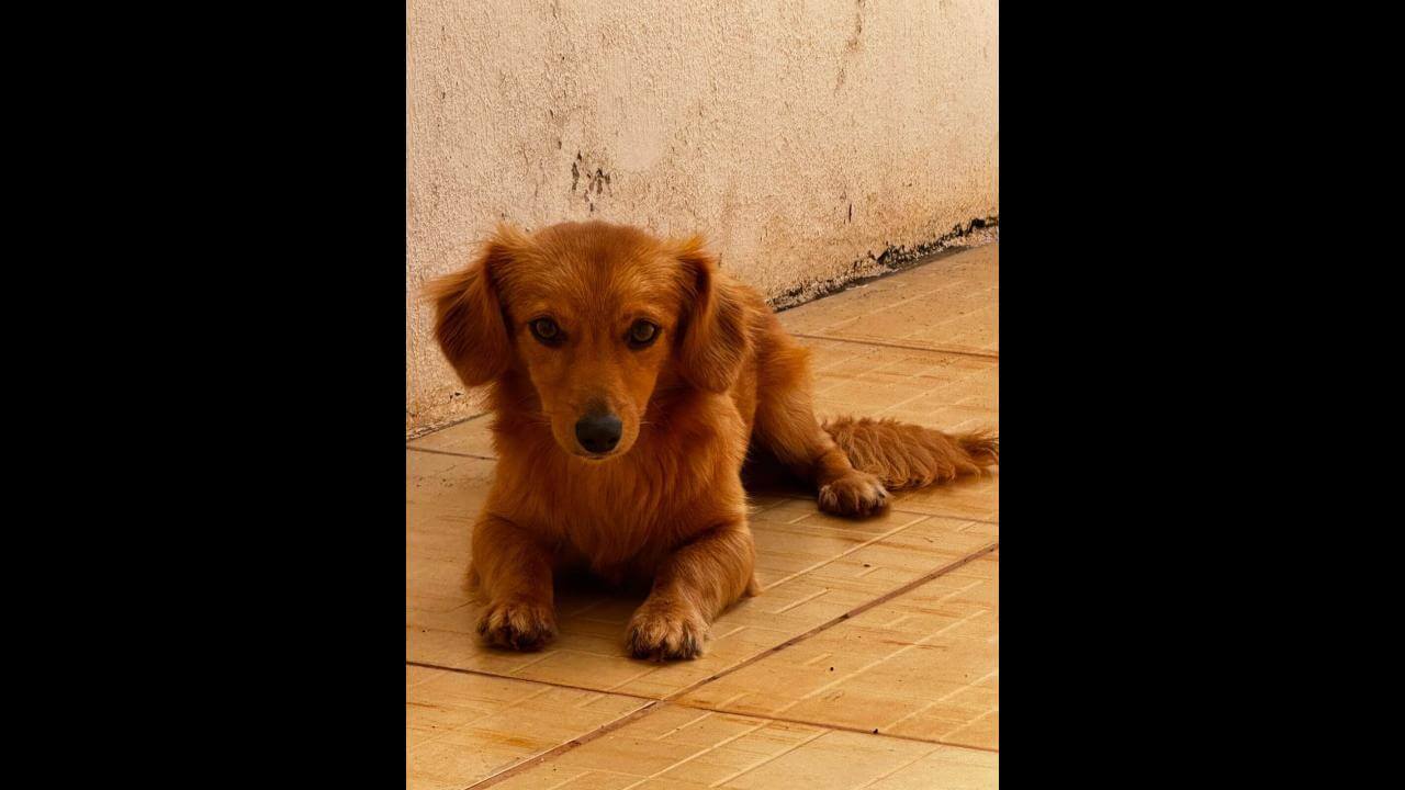 Cachorro ZECA desapareceu no bairro Cancelli