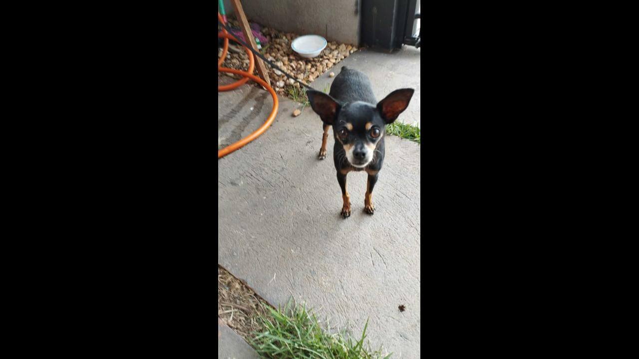 Cachorra Luna desapareceu no bairro Floresta