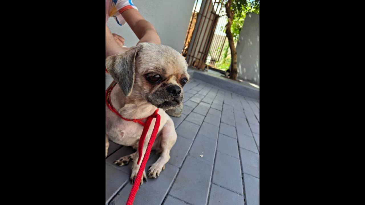 Cachorra é encontrada no bairro 14 de Novembro