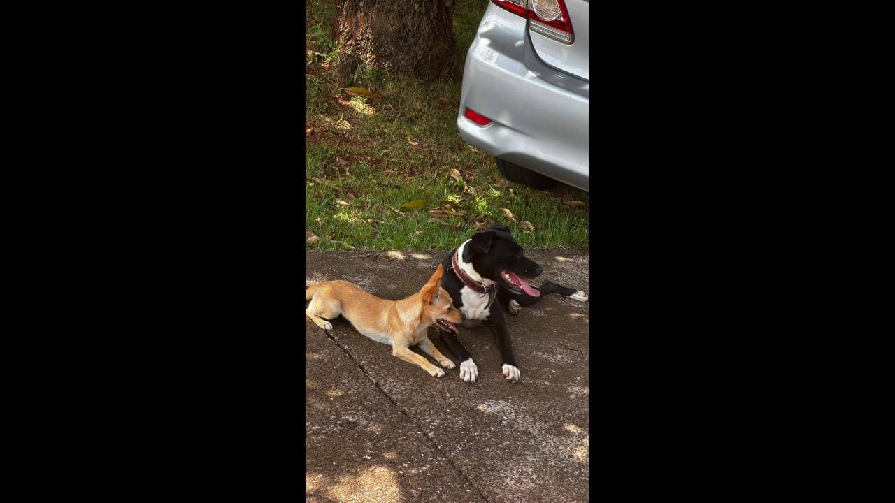 Cachorro é encontrado no bairro Santa Cruz