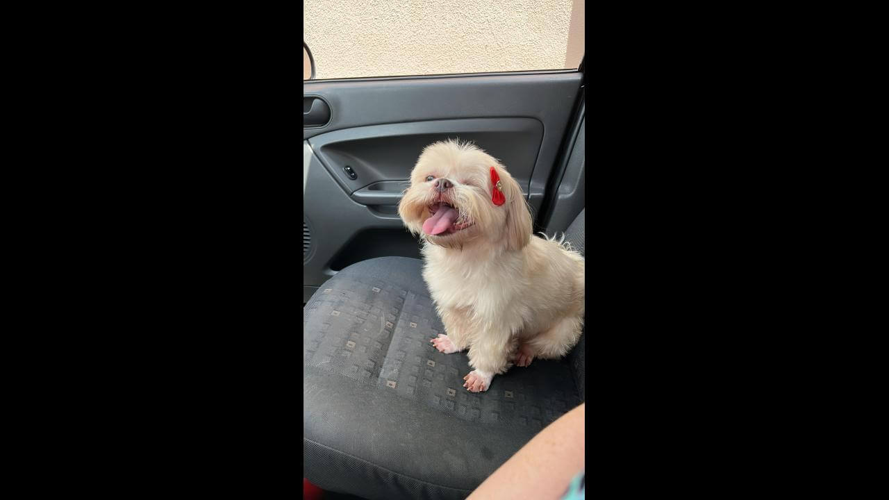 Cachorra Kiki desapareceu no bairro Clarito