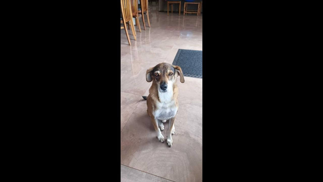 Cachorro Naito desapareceu no bairro Recanto Tropical