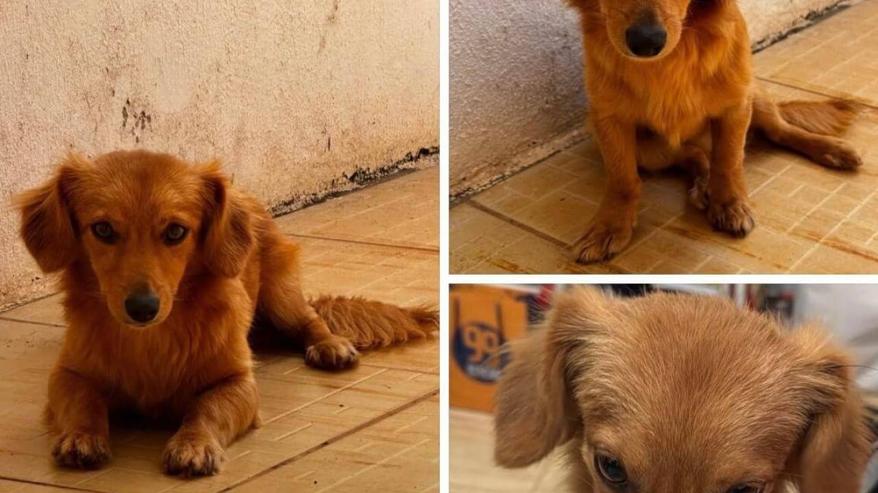 Cachorro é encontrado no bairro Cancelli