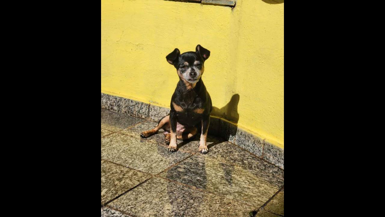 Cachorra Mini desapareceu no bairro Brasília