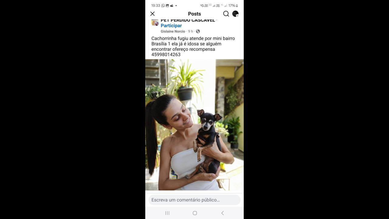 Cachorra Minie desapareceu no bairro Brasília