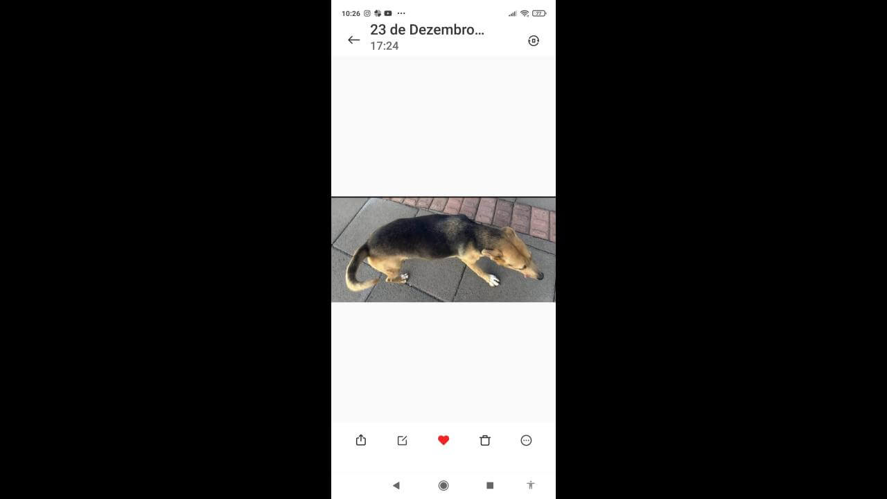 Cachorra Sky desapareceu no bairro Parque São Paulo