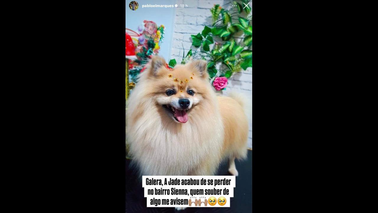 Cachorra Jade desapareceu no bairro Santos Dumont