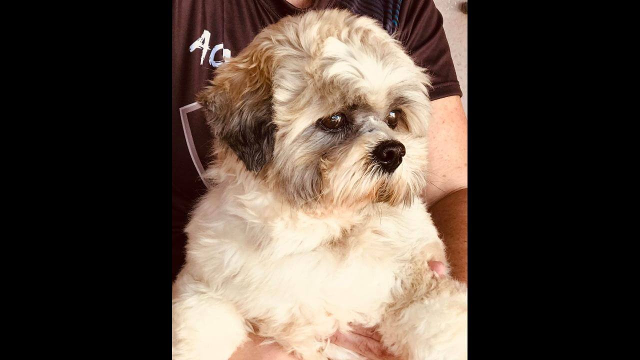 Cachorro Boby desapareceu no bairro Jardim União