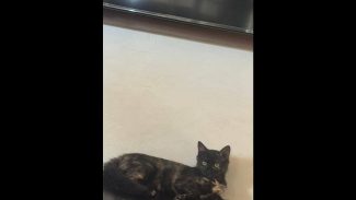 Imagem referente a Gata Aurora desapareceu no bairro Esmeralda