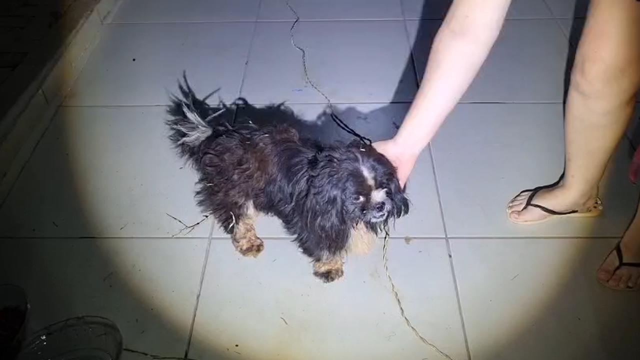 Após cair em bueiro, cachorro é resgatado pelos Bombeiros