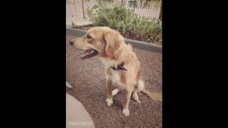 Imagem referente a Cachorra Amora desapareceu no bairro Esmeralda