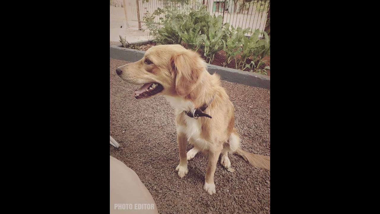 Cachorra Amora desapareceu no bairro Esmeralda