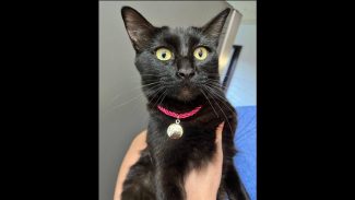 Imagem referente a Gata Mima desapareceu no bairro Gramado