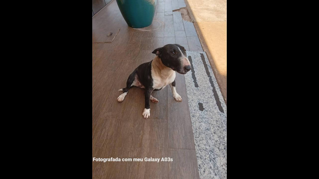 Cachorra é encontrada no bairro Parque São Paulo Cachorra é encontrada no bairro Parque São Paulo