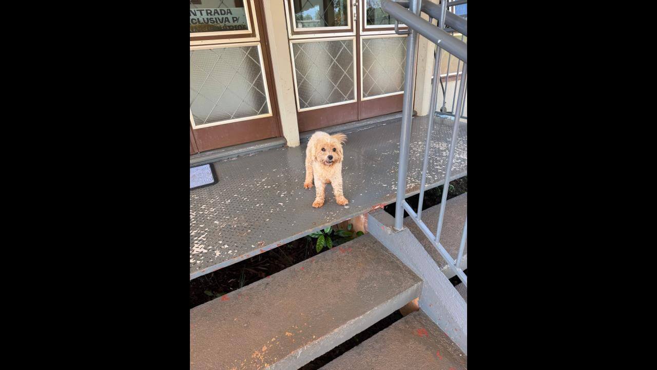Cachorro é encontrado no bairro Cataratas Cachorro é encontrado no bairro Cataratas