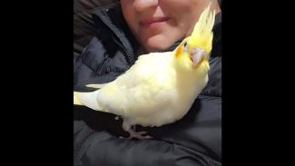 Imagem referente a Calopsita Duda desapareceu no bairro Guarujá