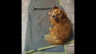 Imagem referente a Cachorra Meg desapareceu no bairro Pacaembu