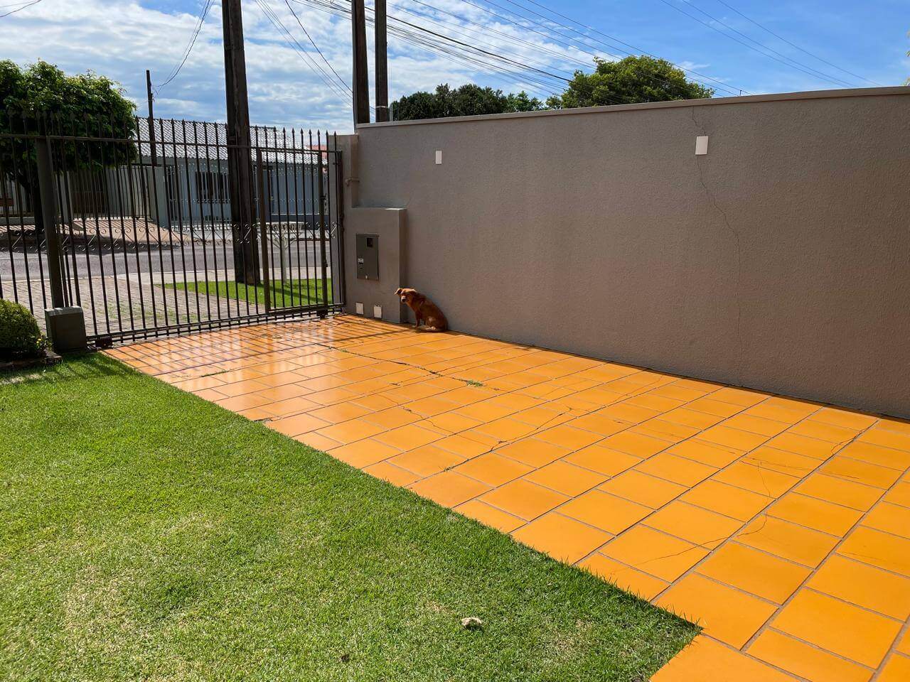 Cachorro é encontrado no bairro Neva Cachorro é encontrado no bairro Neva