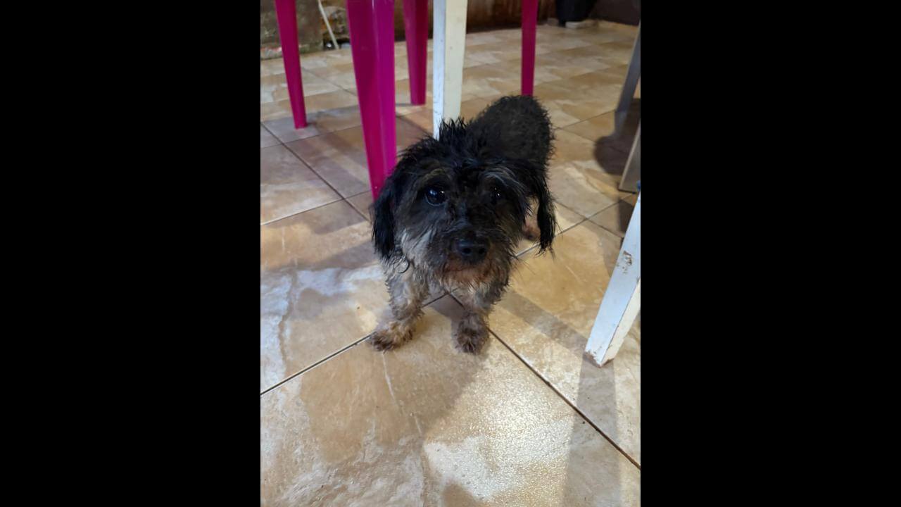 Cachorro é encontrado no bairro Brasília