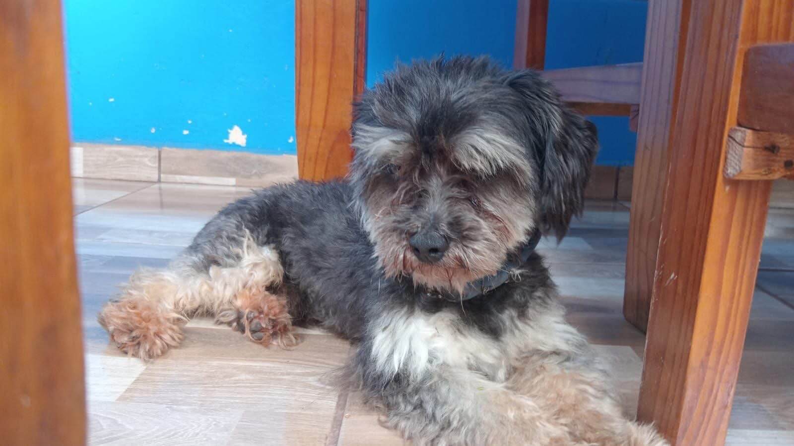 Cachorro é encontrado no bairro Brasília