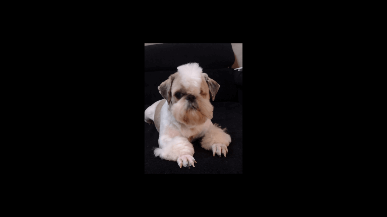 Cachorro Romeu desapareceu no bairro Interlagos Cachorro Romeu desapareceu no bairro Interlagos