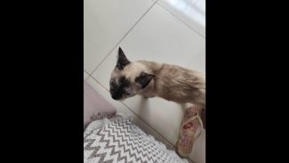 Imagem referente a Gata é encontrada no bairro Santa Cruz