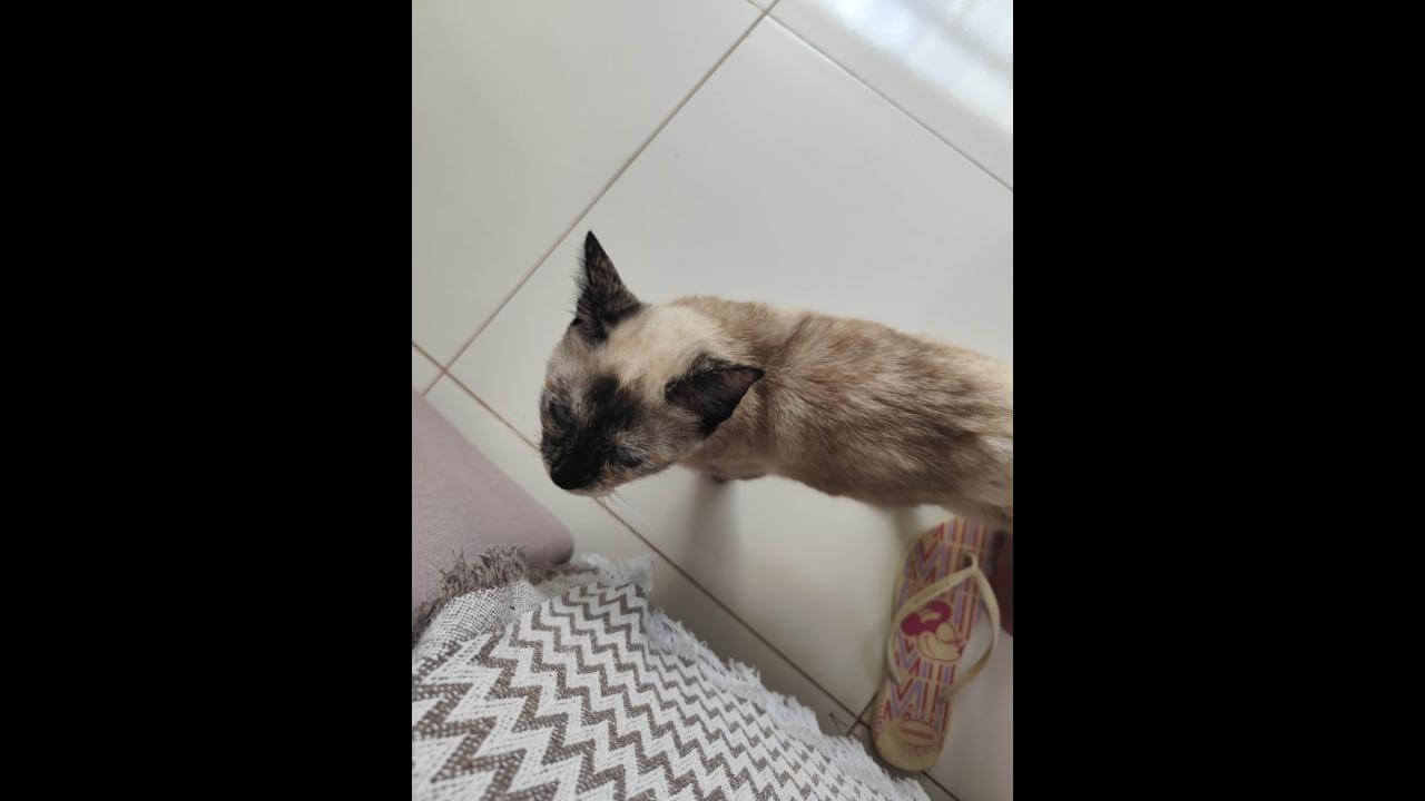 Gata é encontrada no bairro Santa Cruz Gata é encontrada no bairro Santa Cruz
