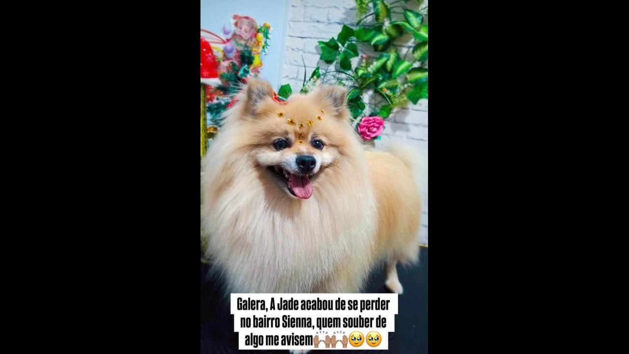 Cachorra Jade desapareceu no bairro Santo Onofre Cachorra Jade desapareceu no bairro Santo Onofre
