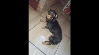 Imagem referente a Cachorra é encontrada no bairro Cascavel Velho