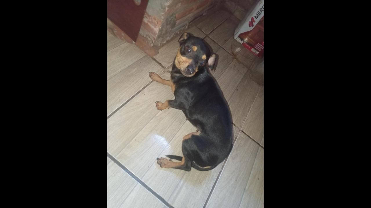 Cachorra é encontrada no bairro Cascavel Velho Cachorra é encontrada no bairro Cascavel Velho