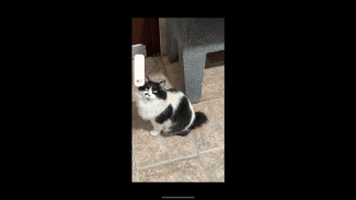 Imagem referente a Gata Nina, ela tem o rabo cortado, desapareceu no bairro Parque São Paulo