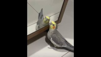 Imagem referente a Calopsita Jack desapareceu no bairro Santa Cruz