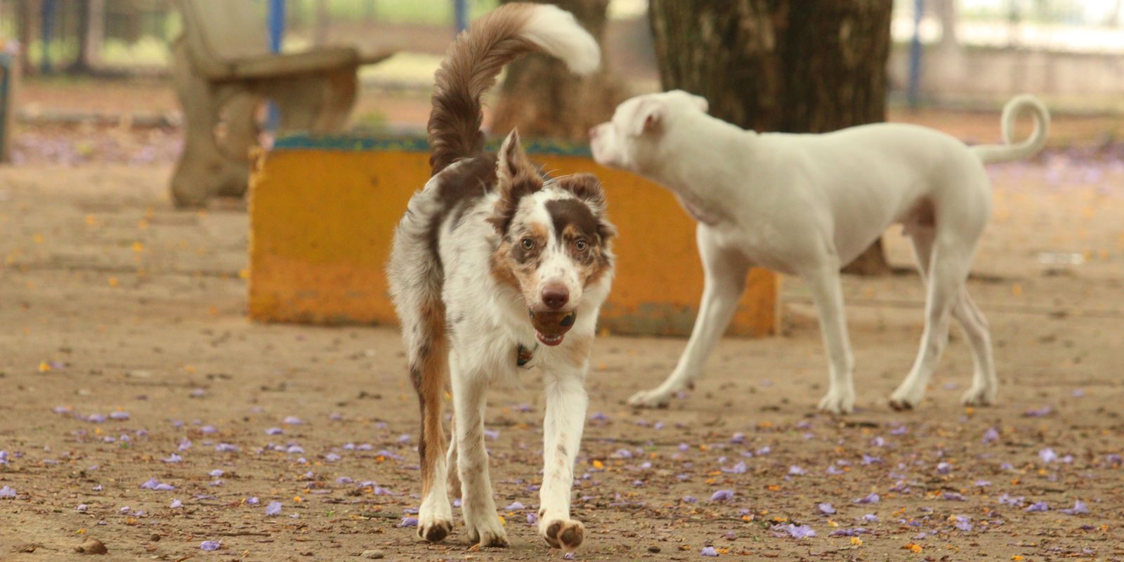 Imagem referente a Brasil tem cerca de 30 milhões de animais domésticos abandonados