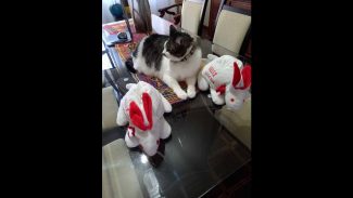 Imagem referente a Gato Billy desapareceu no bairro São Cristóvão