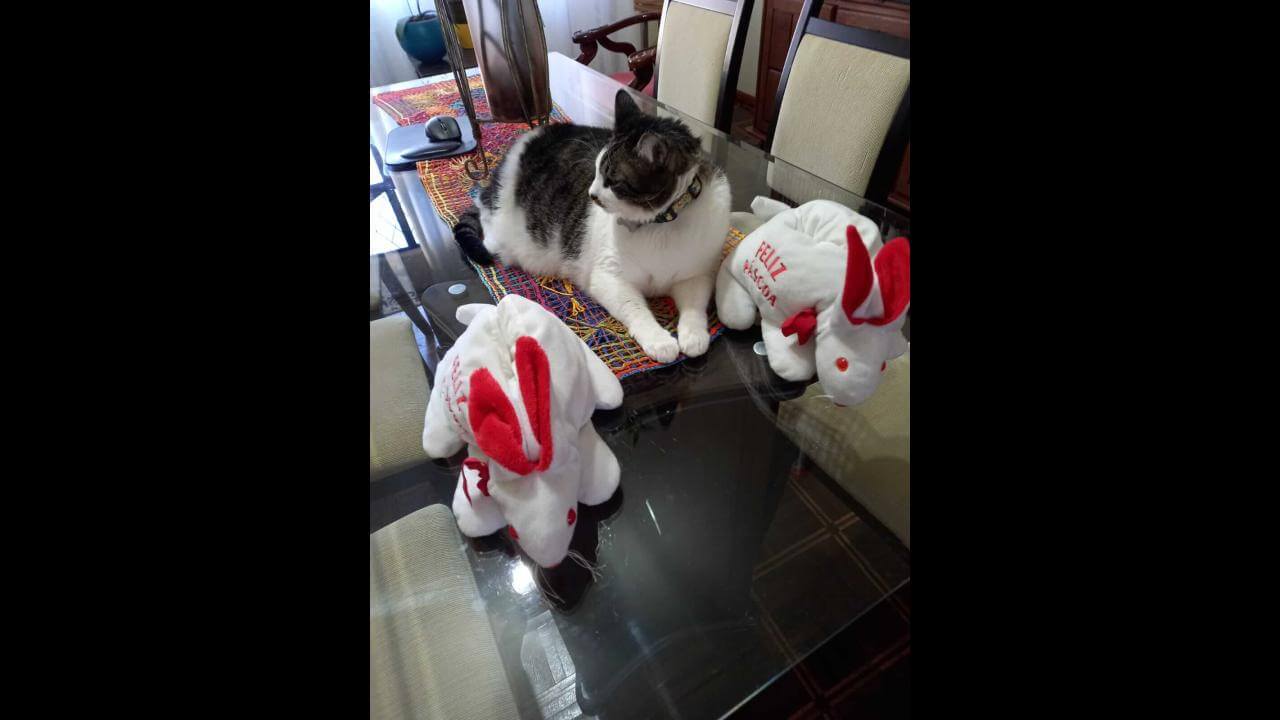 Gato Billy desapareceu no bairro São Cristóvão Gato Billy desapareceu no bairro São Cristóvão