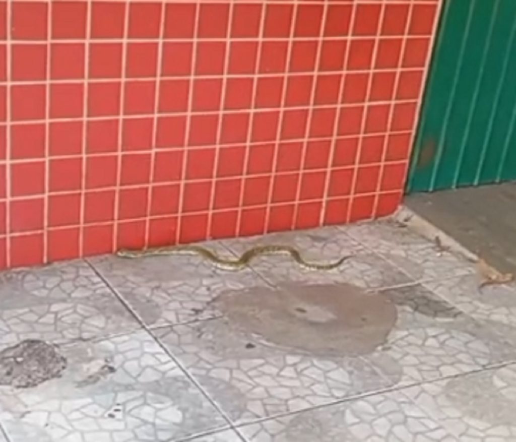 Dono de bar encontra jararaca e chama bombeiros no bairro Santa Felicidade em Cascavel