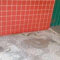 Imagem referente a Dono de bar encontra jararaca e chama bombeiros no bairro Santa Felicidade em Cascavel