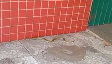 Dono de bar encontra jararaca e chama bombeiros no bairro Santa Felicidade em Cascavel Imagem referente a Dono de bar encontra jararaca e chama bombeiros no bairro Santa Felicidade em Cascavel