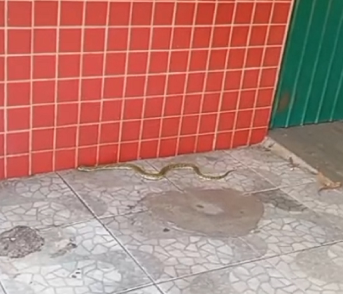 Imagem referente a Dono de bar encontra jararaca e chama bombeiros no bairro Santa Felicidade em Cascavel