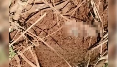 Imagem referente a Corpo é encontrado enterrado e com partes decepadas