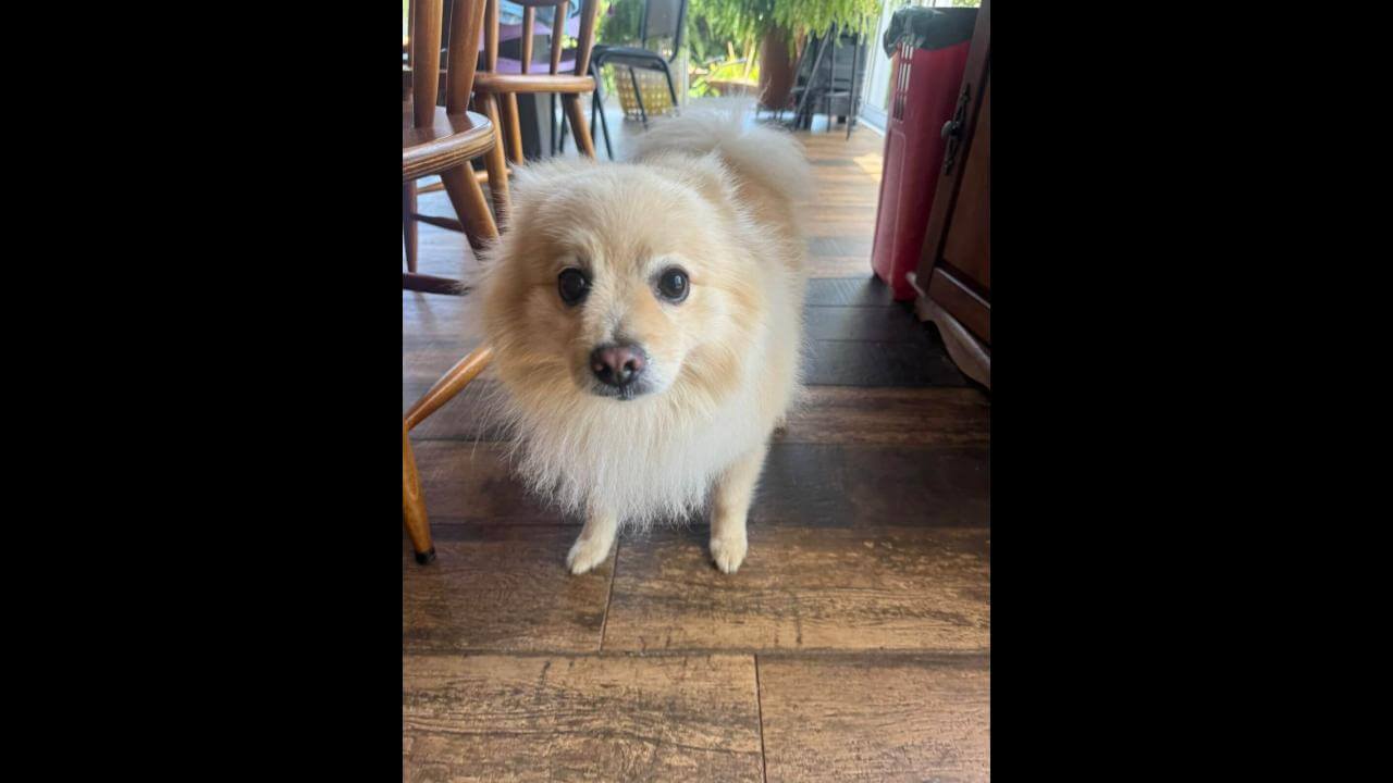 Cachorro é encontrado no bairro Maria Luiza Cachorro é encontrado no bairro Maria Luiza