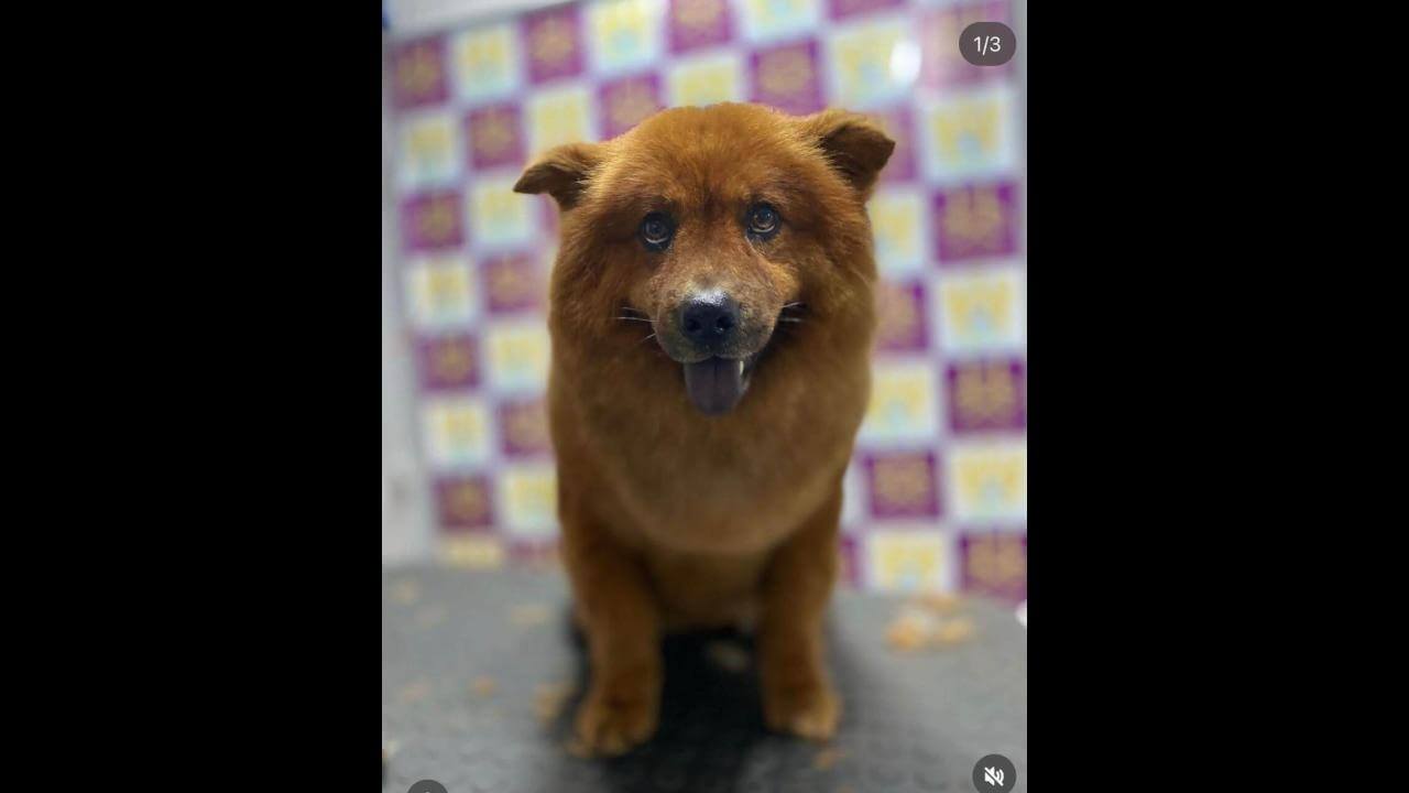 Cachorra Hannah Maria desapareceu no bairro Santos Dumont