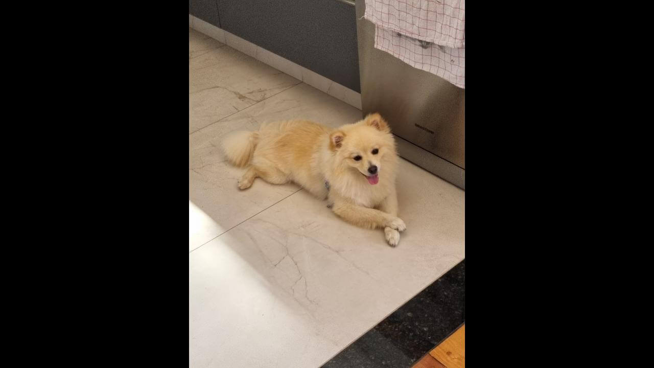 Cachorro Tedy desapareceu no bairro Maria Luiza