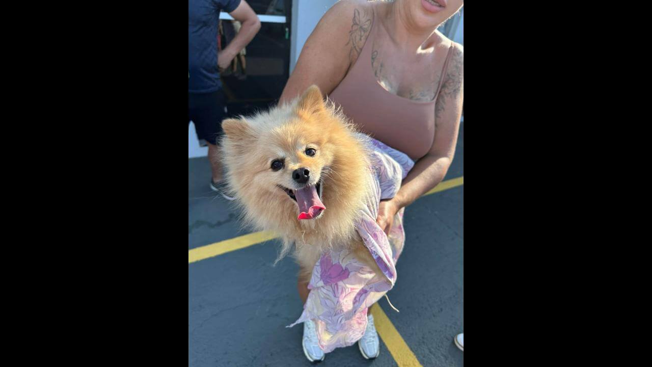 Cachorro é encontrado no bairro Guarujá