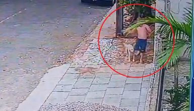 Câmera registra ataque de cão a criança de 8 anos no bairro Floresta, em Cascavel Imagem referente a Câmera registra ataque de cão a criança de 8 anos no bairro Floresta, em Cascavel