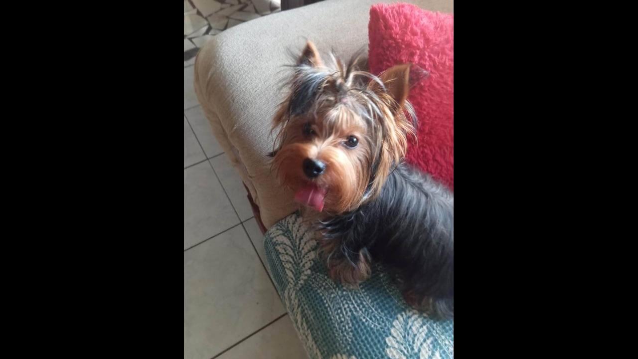 Cachorro é encontrado no bairro Universitário